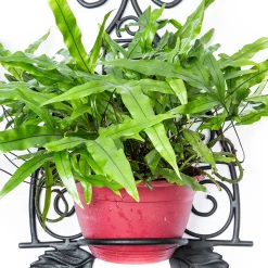 MacKenzie-Childs Scroll Wall Plant Holder* Pots & Planters